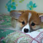 Exploring 99exch: A Comprehensive Review of India’s Emerging Trading Platform